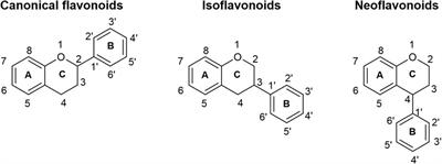 Expanding flavone and flavonol production capabilities in Escherichia coli